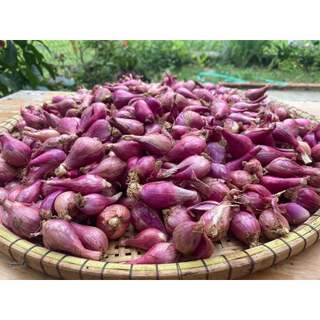 Combo hành tỏi Lý Sơn hiệu KING