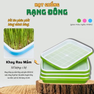 Khay Trồng Rau Mầm Thủy Canh - Tiện dụng, Vệ sinh, Tiết kiệm, Dễ sử dụng - Hạt giống Rạng Đông