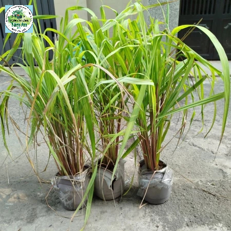 Bụi Sả JaVa ( Sả Thái ) sả java đuổi muỗi .làm tình dầu