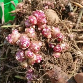 Củ Giống KHOAI SÂM ĐẤT vùng Y TÝ Lào Cai