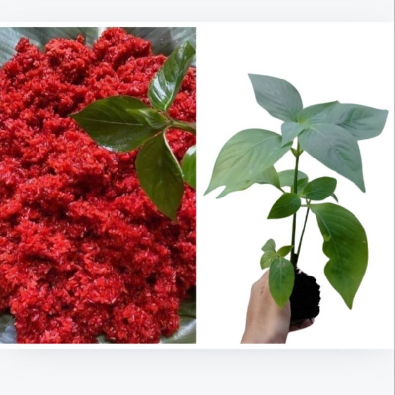 Combo 50 cây cẩm đỏ nấu xôi chè