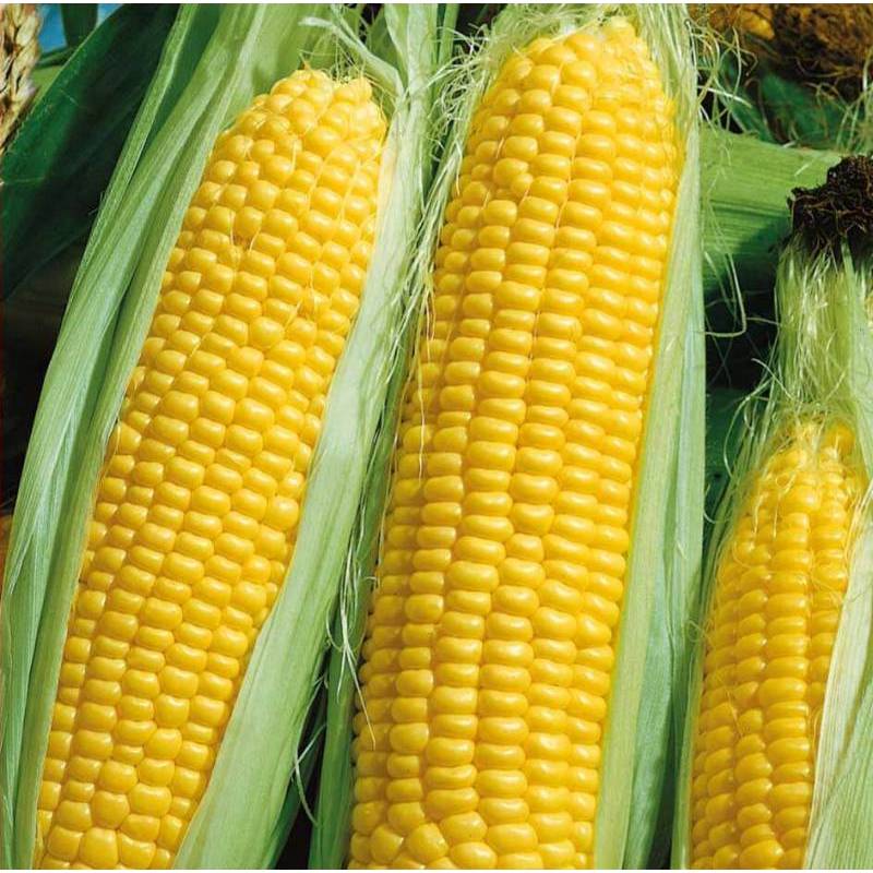 100GR 780.HẠT Hạt Giống Bắp Mỹ Bantam (| A7*W54)