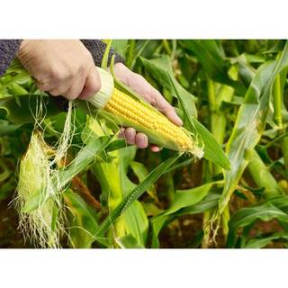 100GR 780.HẠT Hạt Giống Bắp Mỹ Bantam (| A7*W54)