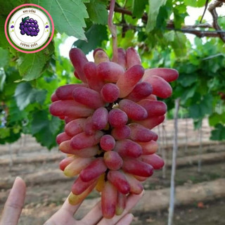 Nho Ngón Tay Đỏ - Trái Ngọt Năng Suất Cao, Trồng Chậu Thùng Xốp [ Mua 2 Cây Tặng Phân Bón ]