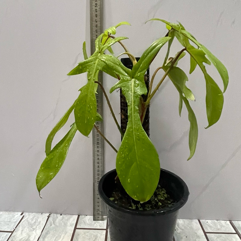 cây kiểng lá trầu bà cánh én cao từ 40-60cm