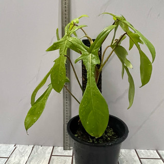 cây kiểng lá trầu bà cánh én cao từ 40-60cm