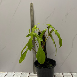 cây kiểng lá trầu bà cánh én cao từ 40-60cm