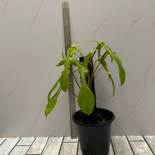 cây kiểng lá trầu bà cánh én cao từ 40-60cm