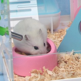 Bát ăn nhựa cho hamster