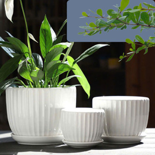 Chậu sứ trồng cây kèm đĩa hứng nước, chậu trồng cây đẹp phù hợp trồng cây để bàn