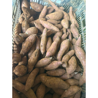 5kí khoai lang mật Tà Nung Đà Lạt size trung nhỏ tầm 13 củ 1kg