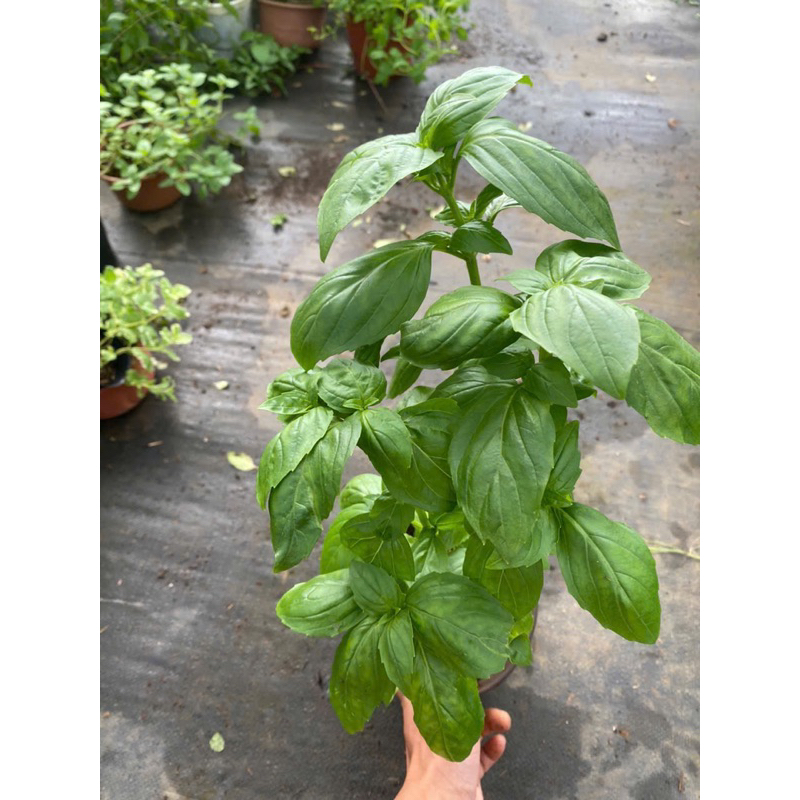 Gia vị Tây: Cây Húng Quế Tây (Basil) - Hữu cơ xanh, thơm đậm - Cây cảnh Gia vị Âu đồ Tây