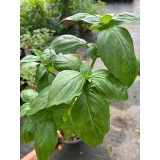Gia vị Tây: Cây Húng Quế Tây (Basil) - Hữu cơ xanh, thơm đậm - Cây cảnh Gia vị Âu đồ Tây