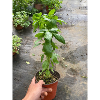 Gia vị Tây: Cây Húng Quế Tây (Basil) - Hữu cơ xanh, thơm đậm - Cây cảnh Gia vị Âu đồ Tây