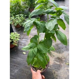 Gia vị Tây: Cây Húng Quế Tây (Basil) - Hữu cơ xanh, thơm đậm - Cây cảnh Gia vị Âu đồ Tây