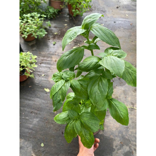 Gia vị Tây: Cây Húng Quế Tây (Basil) - Hữu cơ xanh, thơm đậm - Cây cảnh Gia vị Âu đồ Tây