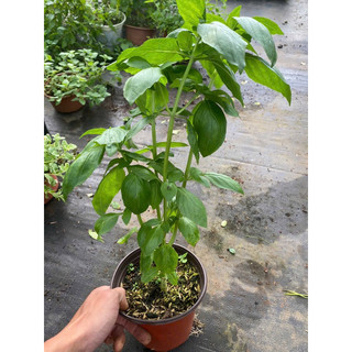 Gia vị Tây: Cây Húng Quế Tây (Basil) - Hữu cơ xanh, thơm đậm - Cây cảnh Gia vị Âu đồ Tây