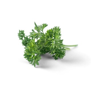 Hạt giống ngò tây (mùi tây parsley) - Shop hạt giống Tạ Gia Trang