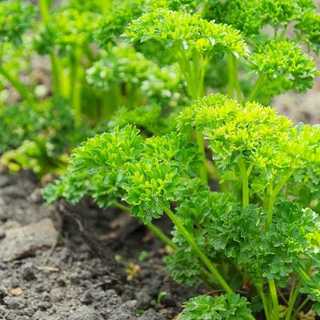 Hạt giống ngò tây (mùi tây parsley) - Shop hạt giống Tạ Gia Trang