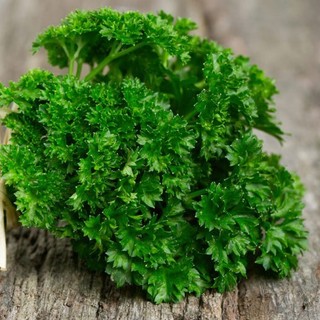 Hạt giống ngò tây (mùi tây parsley) - Shop hạt giống Tạ Gia Trang