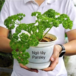 Hạt giống ngò tây (mùi tây parsley) - Shop hạt giống Tạ Gia Trang
