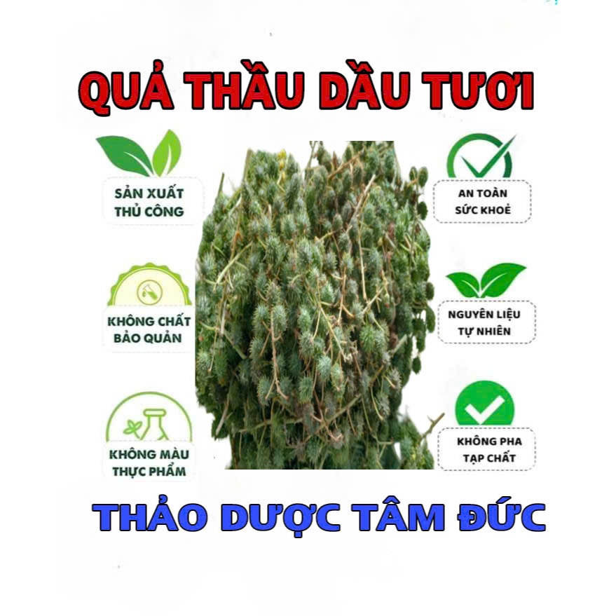1KG Quả Thầu Dầu Tươi Hữu Cơ