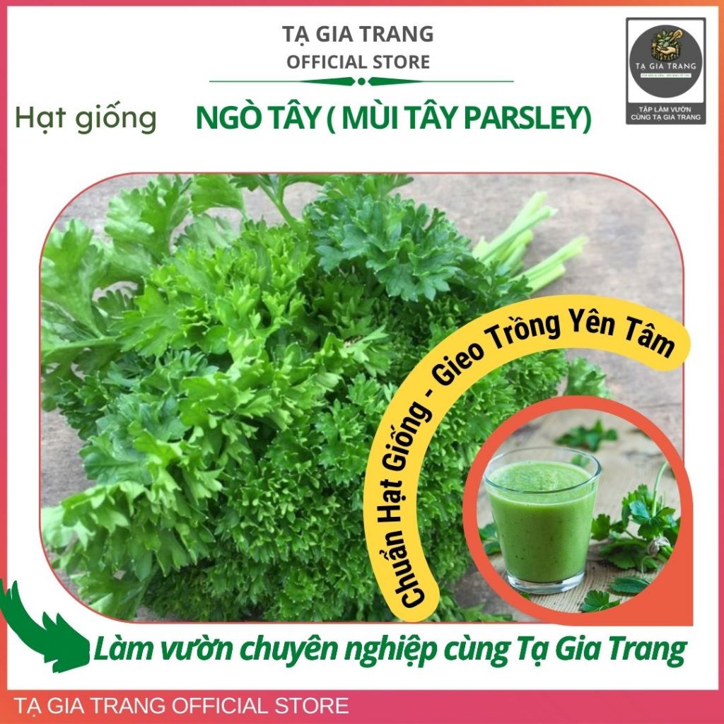 Hạt giống ngò tây (mùi tây parsley) - Shop hạt giống Tạ Gia Trang
