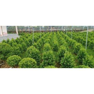 Mai chiếu thủy hình thông