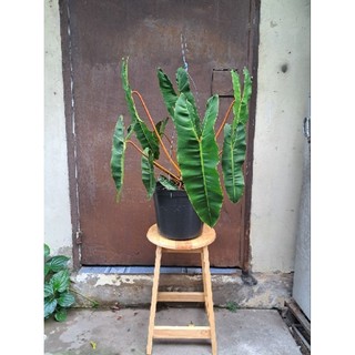 Cây hạc chân cam Philodendron Billietiae (nhiều size)
