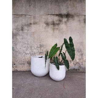 Cây hạc chân cam Philodendron Billietiae (nhiều size)