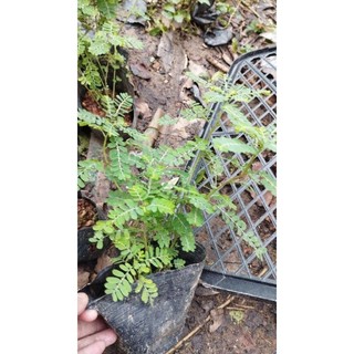 1 bầu cây Diệp Hạ Châu (cây Chó Đẻ, cây Răng Cưa)