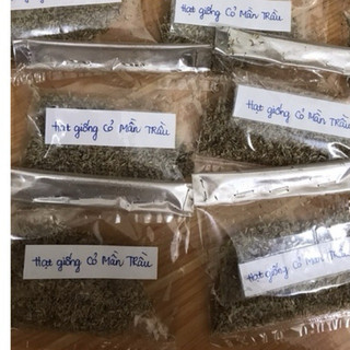 CỎ Mần Trầu Tươi_Khô 1000GRAM