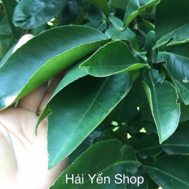 Lá BƯỞI sạch tươi_khô