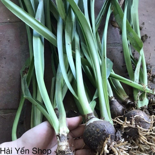 Củ Giống Hoa Lan Huệ Tây_1 củ