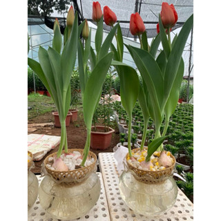 Combo trồng tulip thuỷ canh ( 5 củ tulip + 500g sỏi + chống nấm+ dung dịch thuỷ canh)