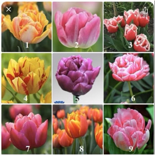 Combo 9 củ tulip chuẩn giống Hà Lan