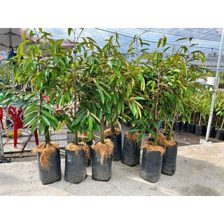  Cây sầu riêng ri-6   cây Lỡ  cao 1mét 5-trồng 2 năm có trái 