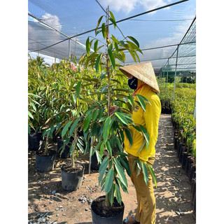  Cây sầu riêng musangking   cây Lỡ  cao 1mét 5 - trồng 2 năm có trái 