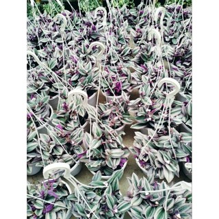 Cây 🌲 Lan Phát Lộc phong thủy