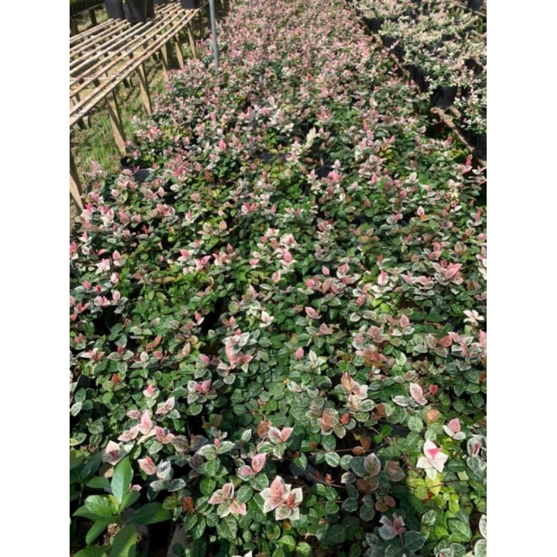 Cây 🌲 Thằn lằn thái ( cam thạch)
