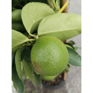Cây 🌲 Chanh Giấy Ko hạt... đang trái to