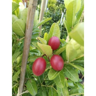 Cây 🌲 Siro... đang trái 1 cốt 1m2