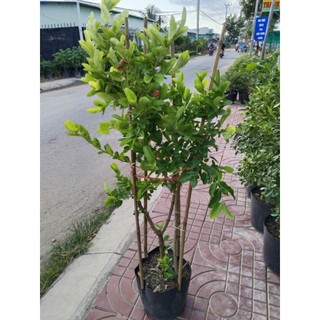 Cây 🌲 Siro... đang trái 1 cốt 1m2