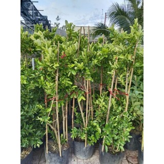 Cây 🌲 Siro... đang trái 1 cốt 1m2