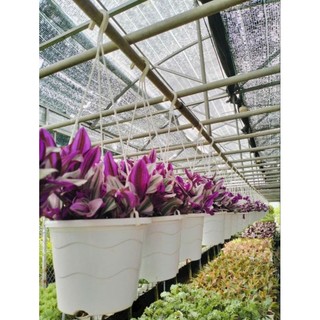Cây 🌲 Lan Phát Lộc phong thủy