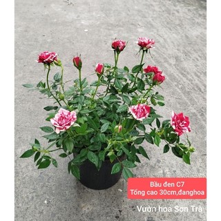 (VHST giao trong ngày) TỶ MUỘI HÀ LAN JULIO, đang hoa.