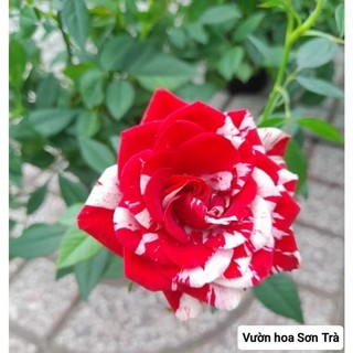 (VHST giao trong ngày) TỶ MUỘI HÀ LAN JULIO, đang hoa.