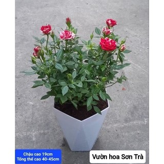 (VHST giao trong ngày) TỶ MUỘI HÀ LAN JULIO, đang hoa.