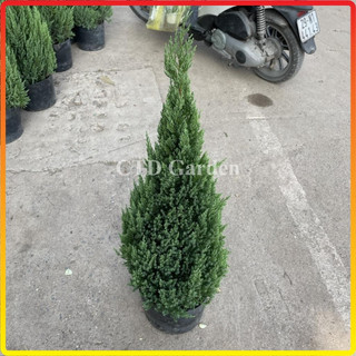 Cây Sơn Tùng 60cm-1m