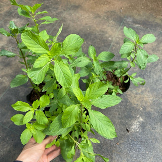 Thảo mộc: Chậu  cây bạc hà tiêu Peppermint